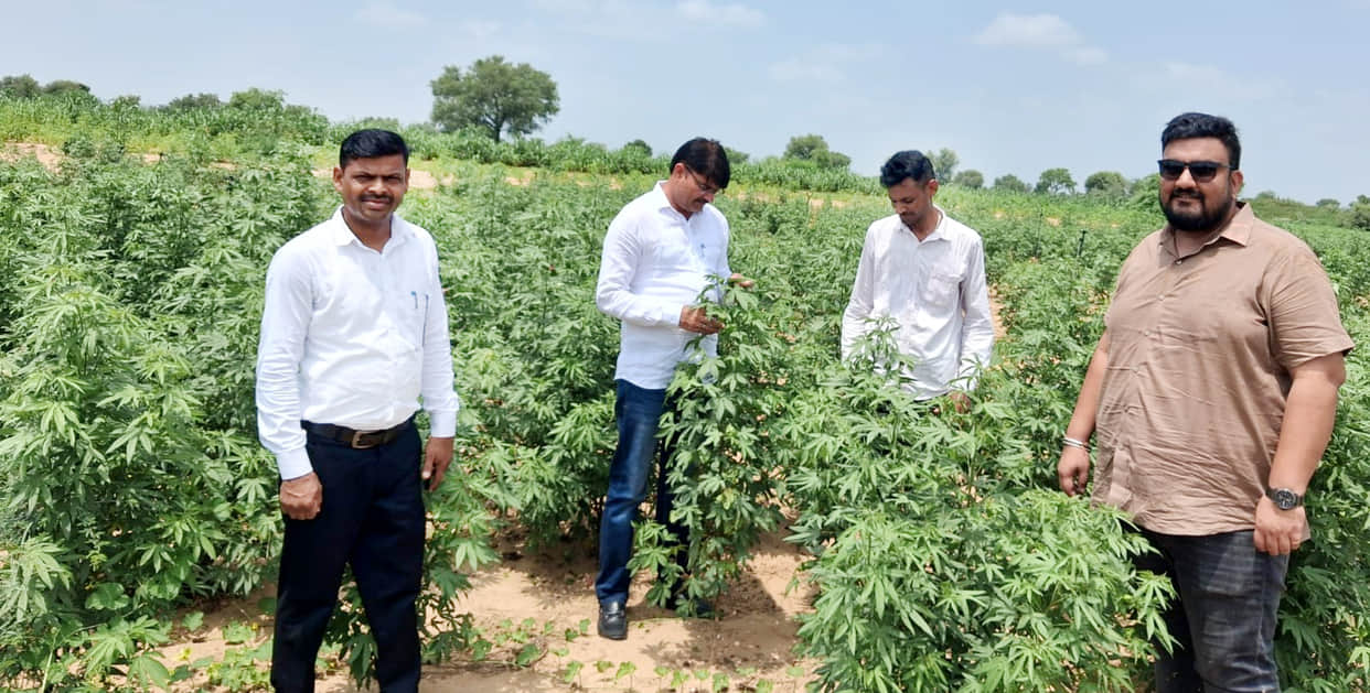 farmers told about desi kapas farming