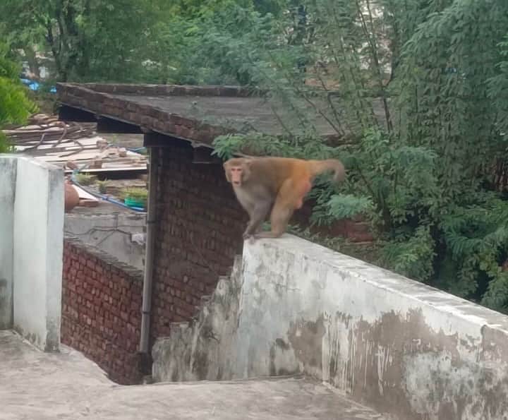 Fear of monkeys rises in Gangwani; a dozen people injured.