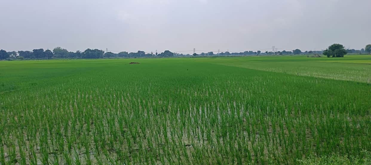 Farmers await rain for the paddy crop.