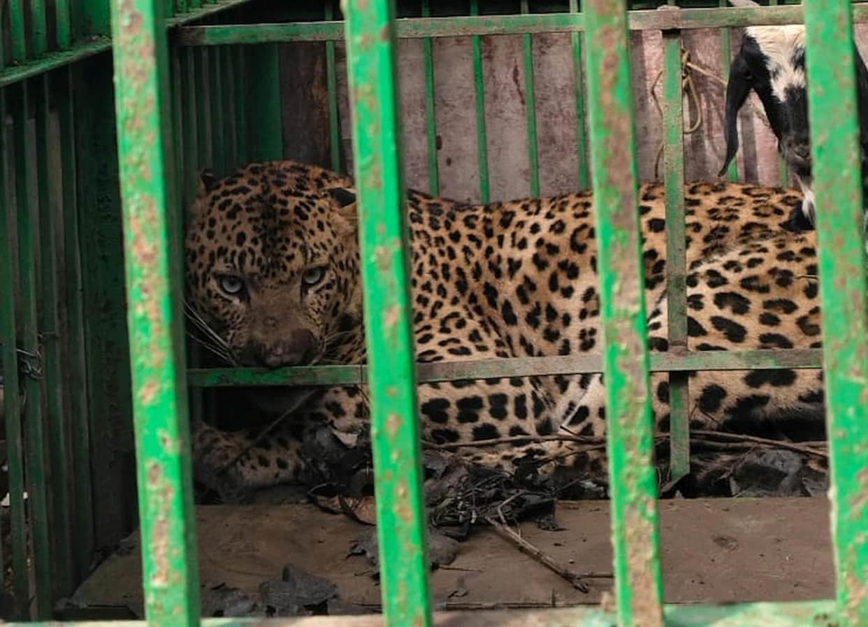 Female leopard released in the Abdullaganj forest.