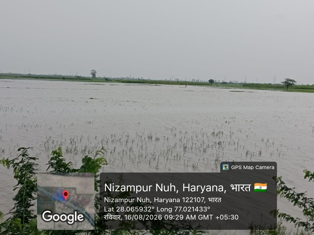 खेतों में भरा पानी।