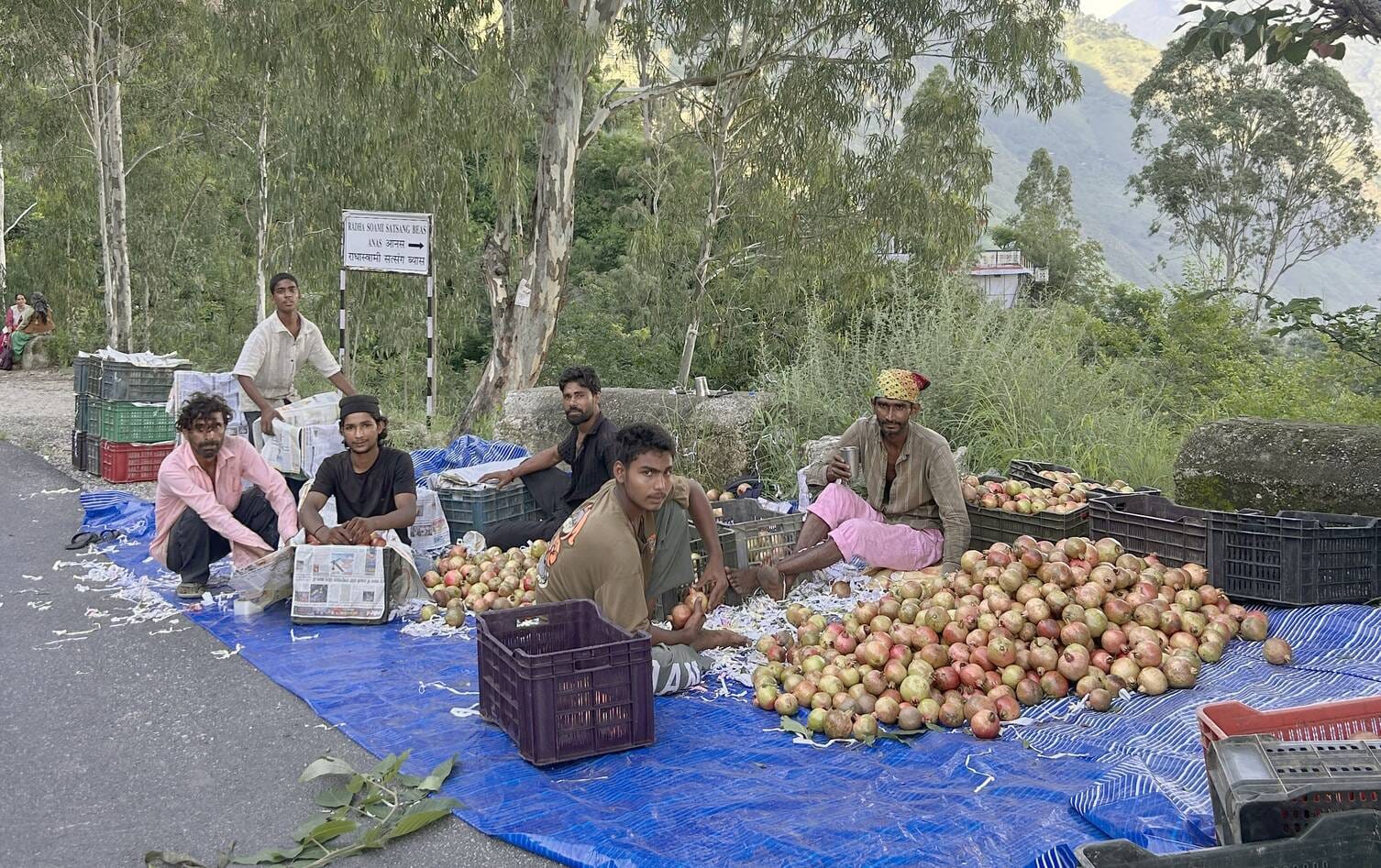नित्थर के आनस क्षेत्र में अनार के सीजन में जुटे व्यापारी। संवाद