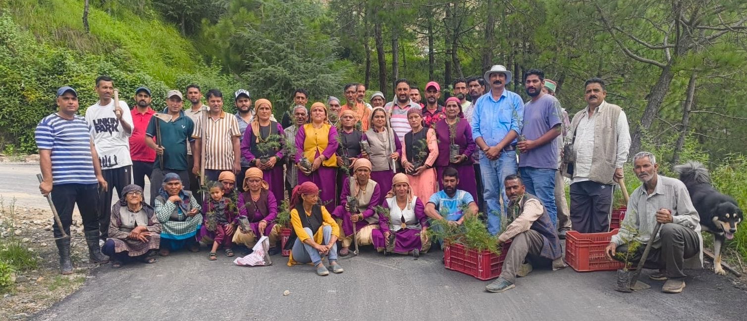 नित्थर की तांदी पंचायत में चलाया पौधरोपण अभियान, रोपे देवदार के पौधे। संवाद