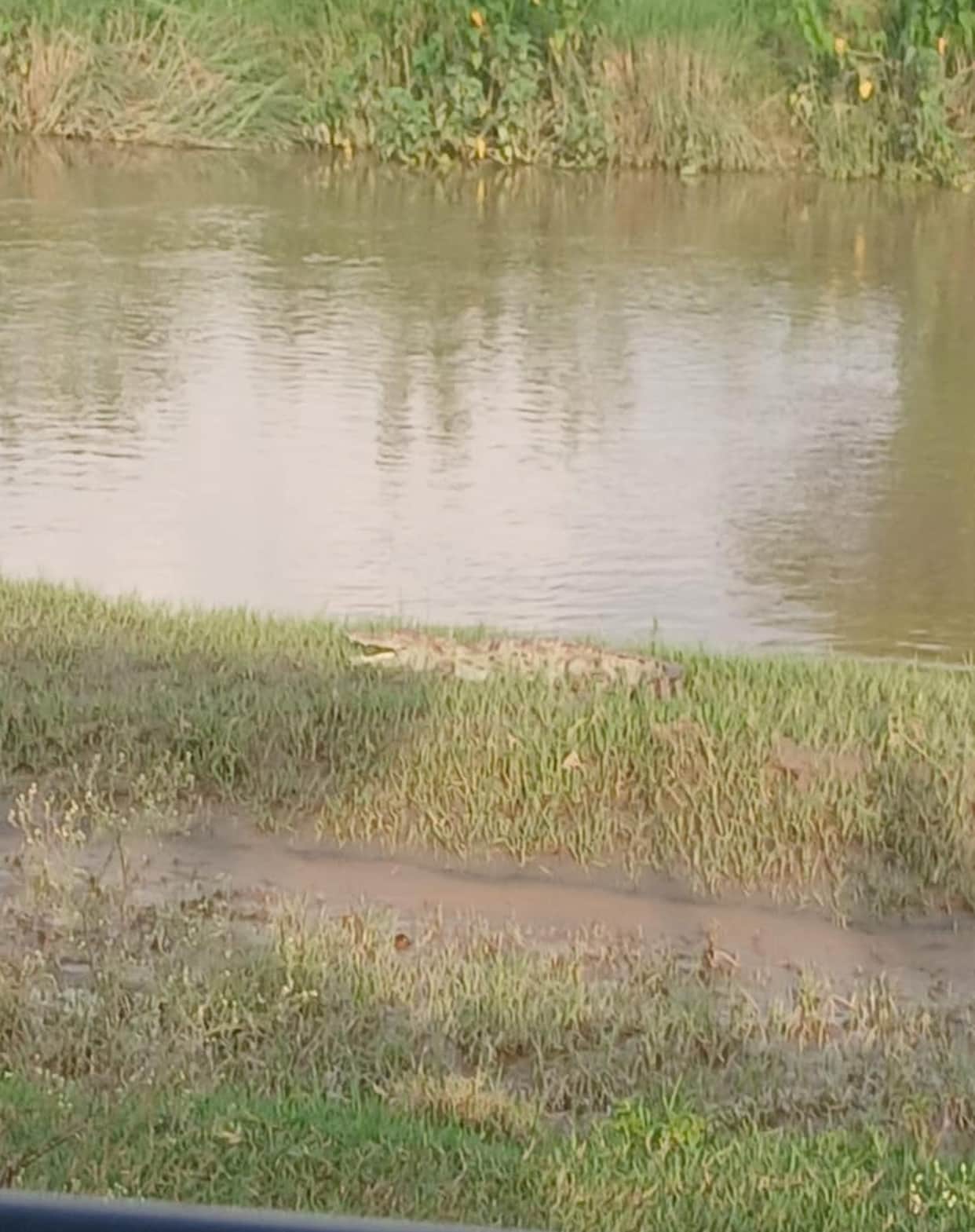 Crocodile spotted at Lakshmanpur Ghat on the Rapti River.