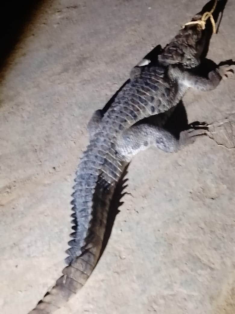 Crocodile enters inhabited area; released into Deoha River.