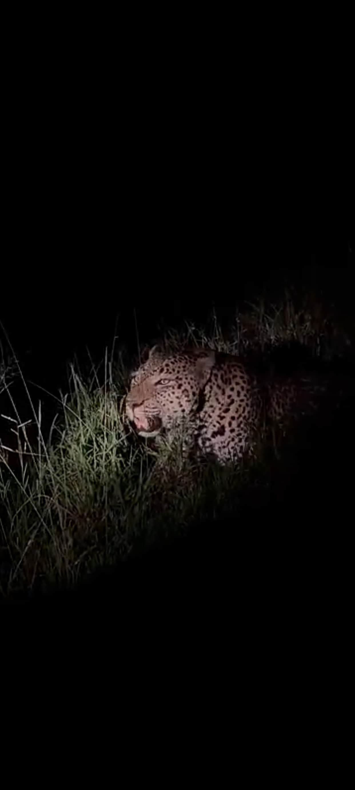 Leopard spotted growling in sugarcane field; panic among villagers.