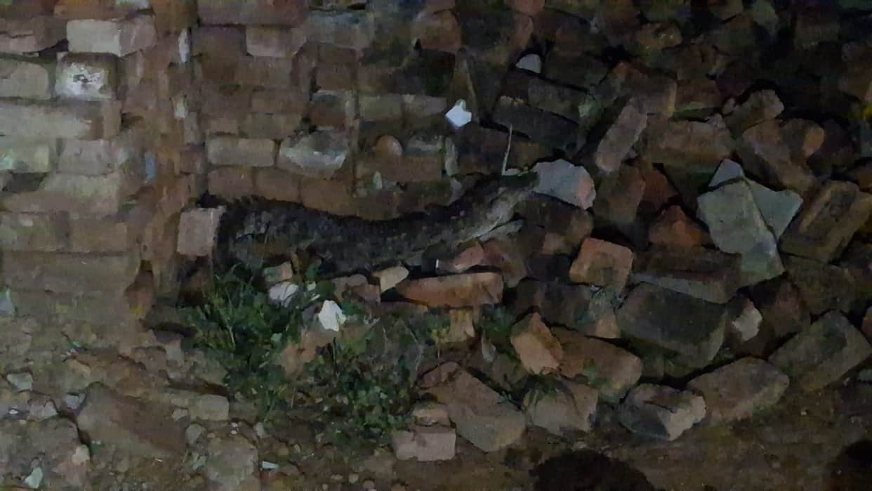 Crocodile emerges from Kali River and enters cattle shed.