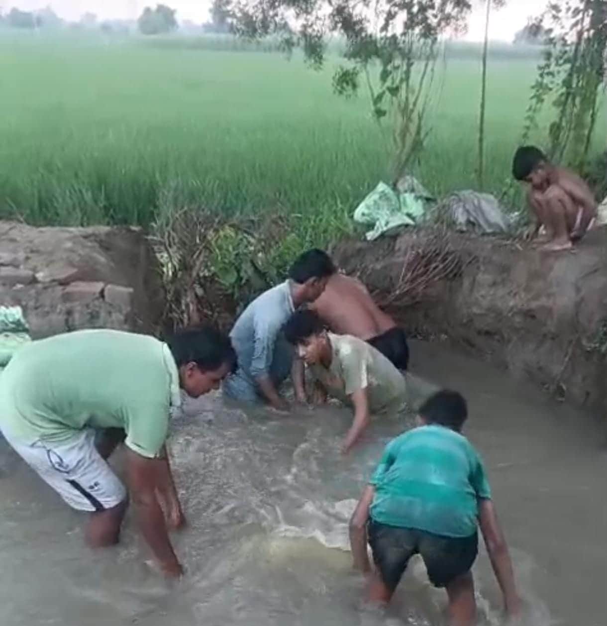 16 acres of paddy crop submerged due to distributary breach.