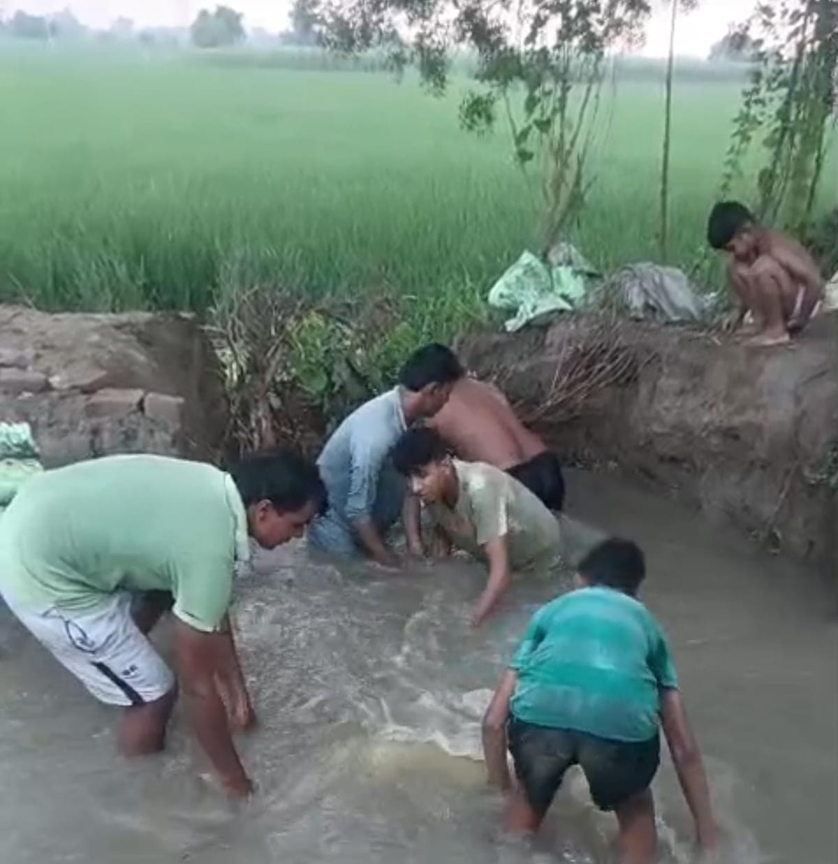 Sonipat News: रजबहा टूटने से 16 एकड़ धान की फसल जलमग्न
