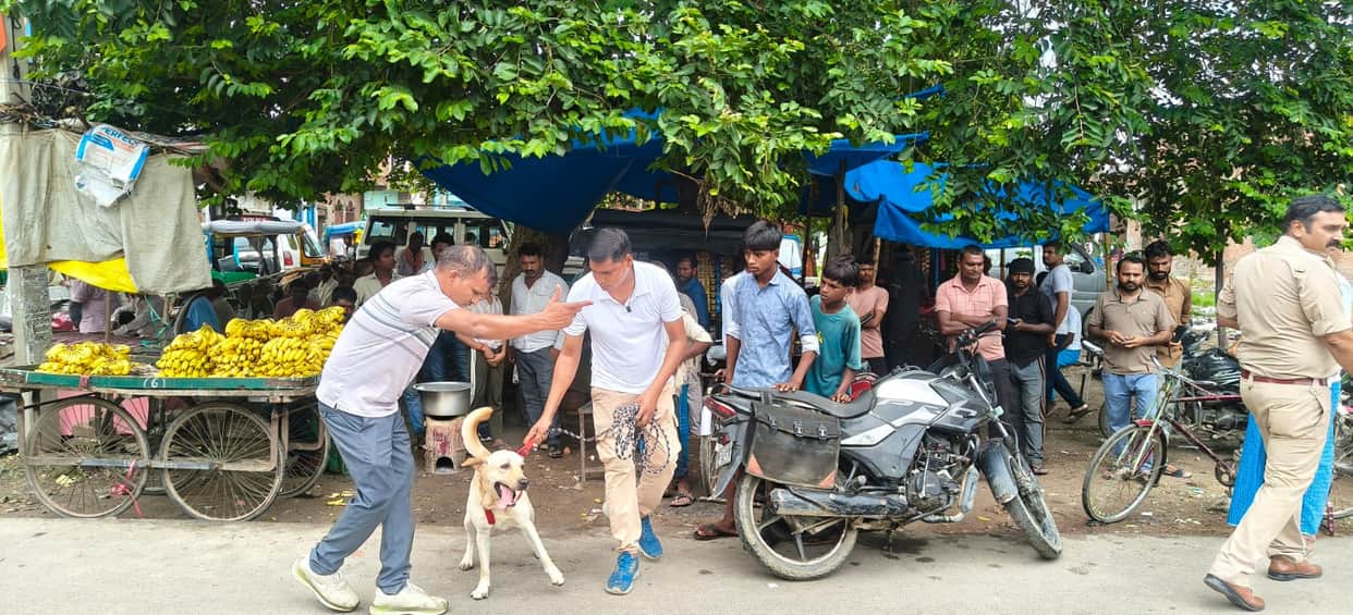 Uproar over finding carcass of cow