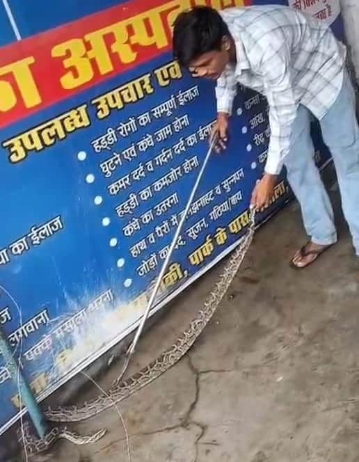 Seven-foot-long python reaches market via drain