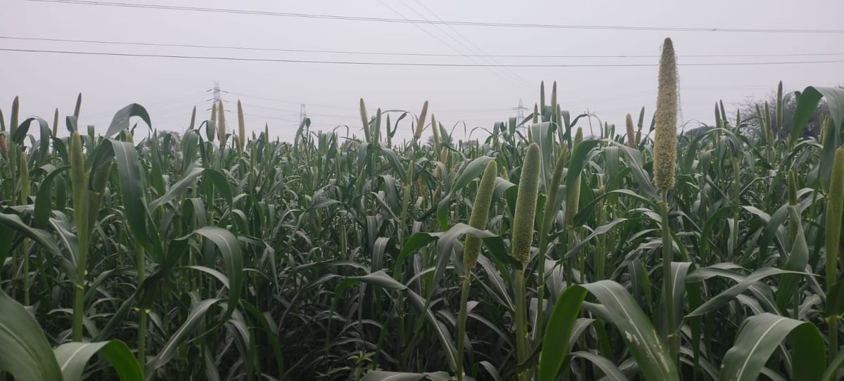 Rewari News: दक्षिणी हरियाणा में कमजोर मानसून से बाजरे की फसल प्रभावित