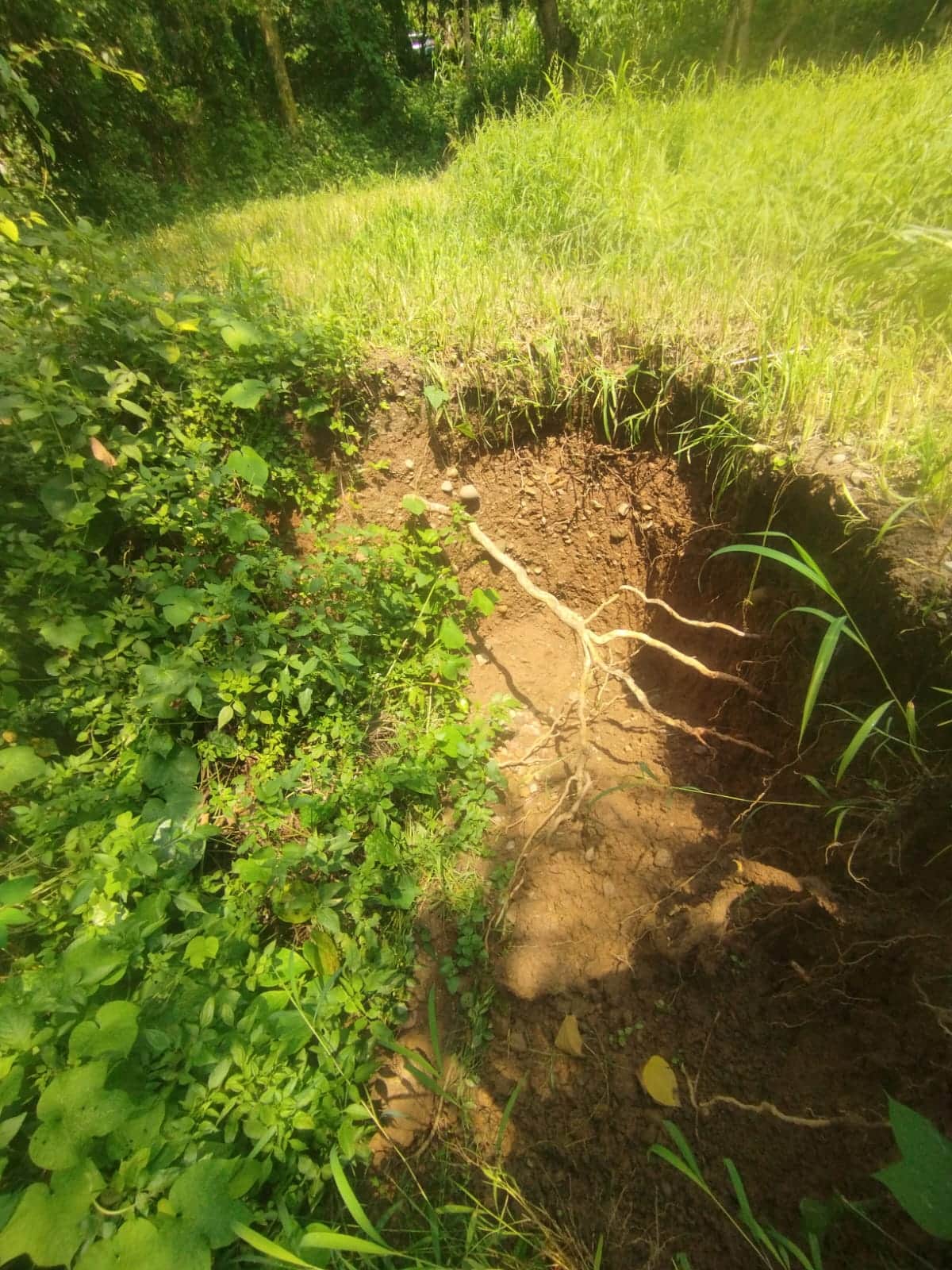 Rainwater spells trouble for farmers in Lower Karha.