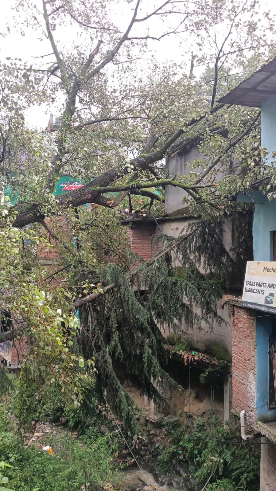 Tree falls on house in Lohaghat