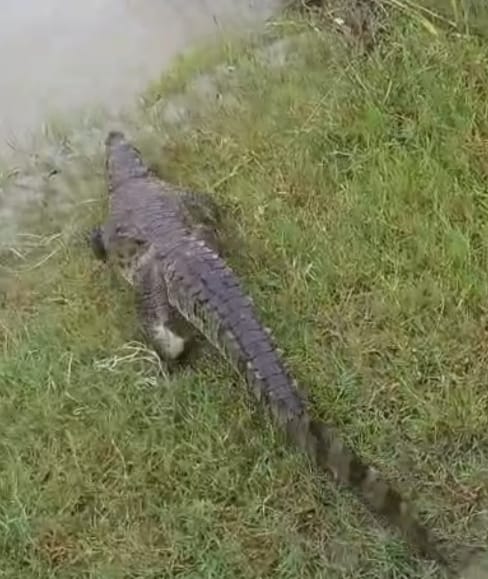 Crocodile retrieved from the sawmill's log carriage after eleven days.