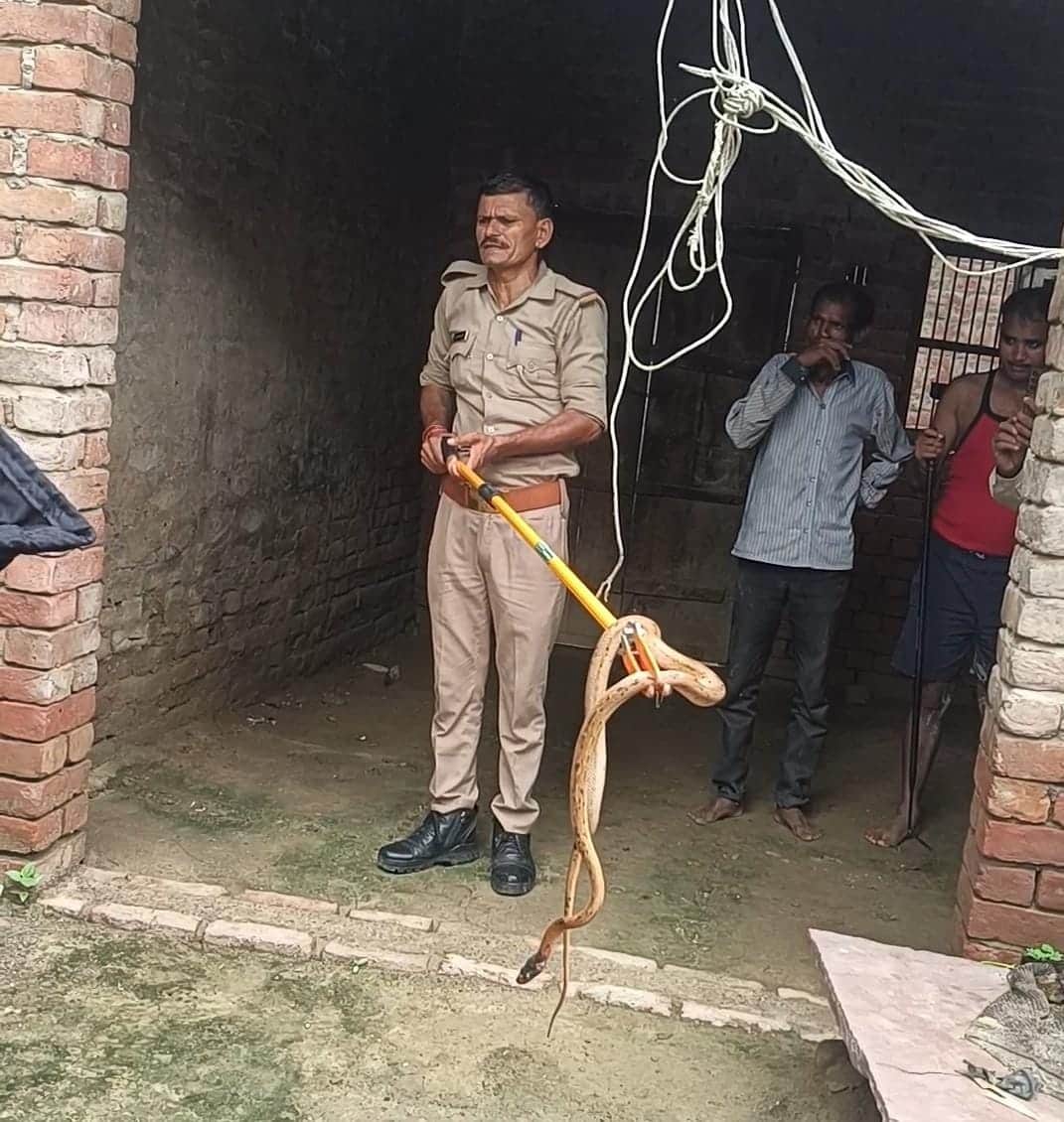 Panic ensued after a snake was found in the house; forest department personnel captured it.