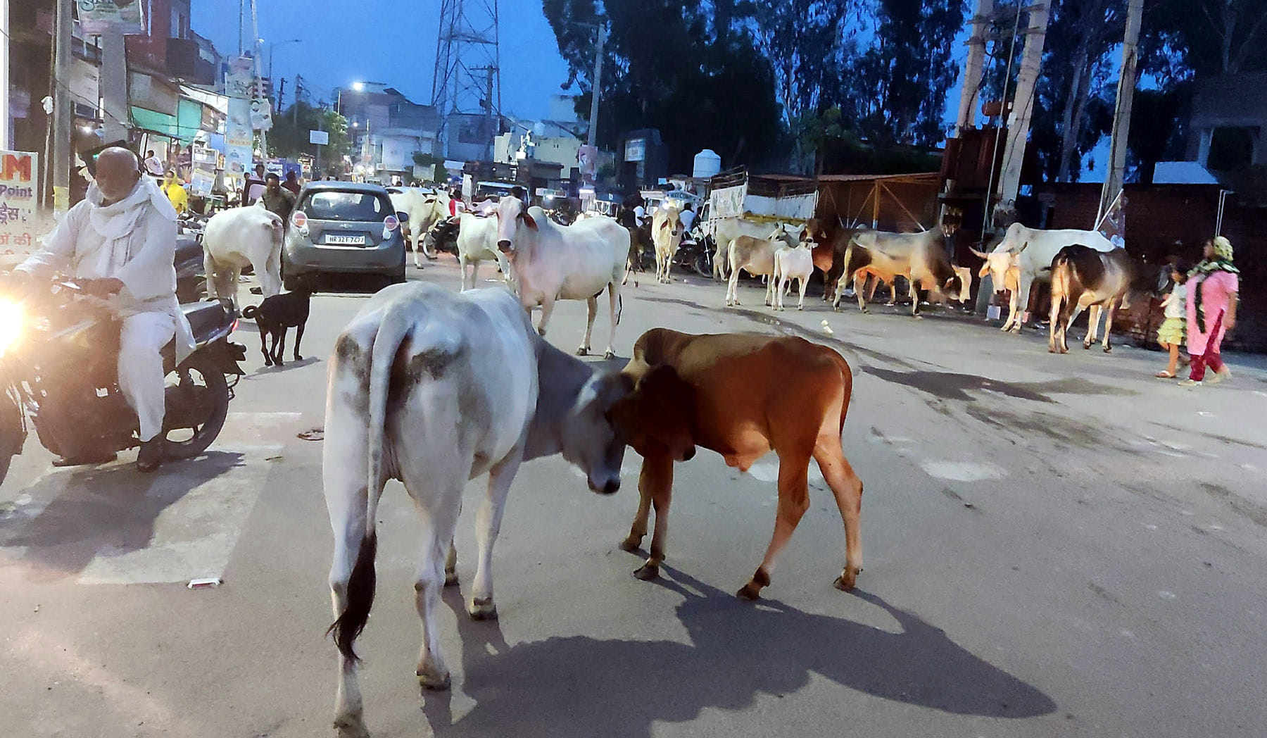 सड़कों पर जमा गोवंश। संवाद
