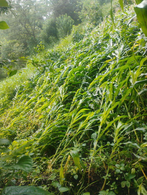 Maize crop flattened in fields by storm and rain; hard work goes to waste.