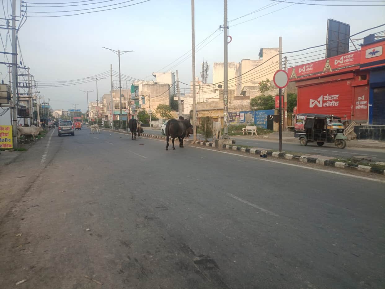 Stray animals gather on the streets as evening falls; risk of accidents rises.