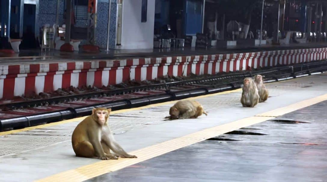 Monkey menace at Jind Junction; passenger safety at risk... Railway administration oblivious.