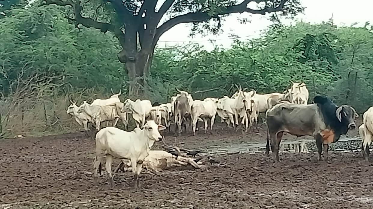 Dead cattle in cowshed; dogs kept tearing at the carcasses.