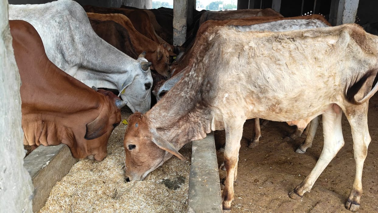Dead Cattle Found in Gaushala, Video Goes Viral in Hamirpur
