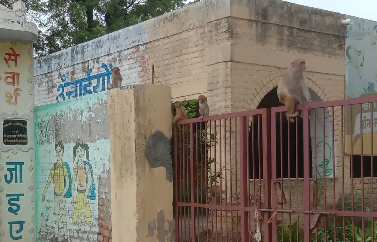 A childhood gripped by the fear of monkeys.