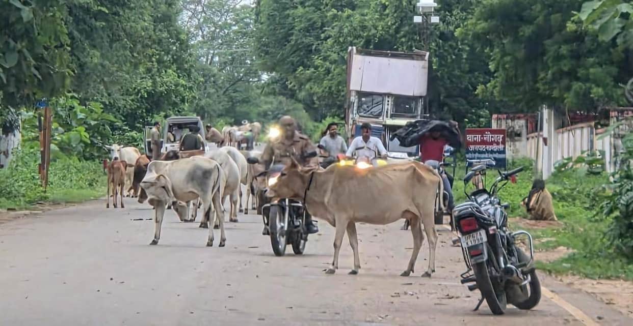 Stray animals have become a nuisance for pedestrians and motorists.