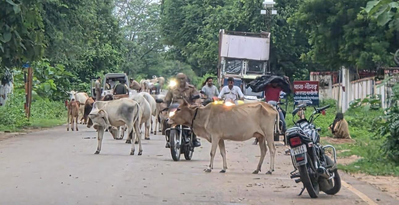 नौगढ़ थाने के बाहर पशुओं का झुंड। संवाद