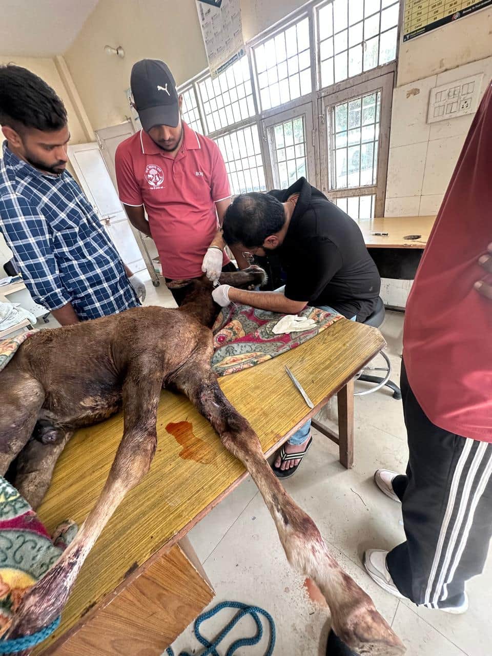 Baby horse, searching for its mother, suffers severed neck, rescued through surgery