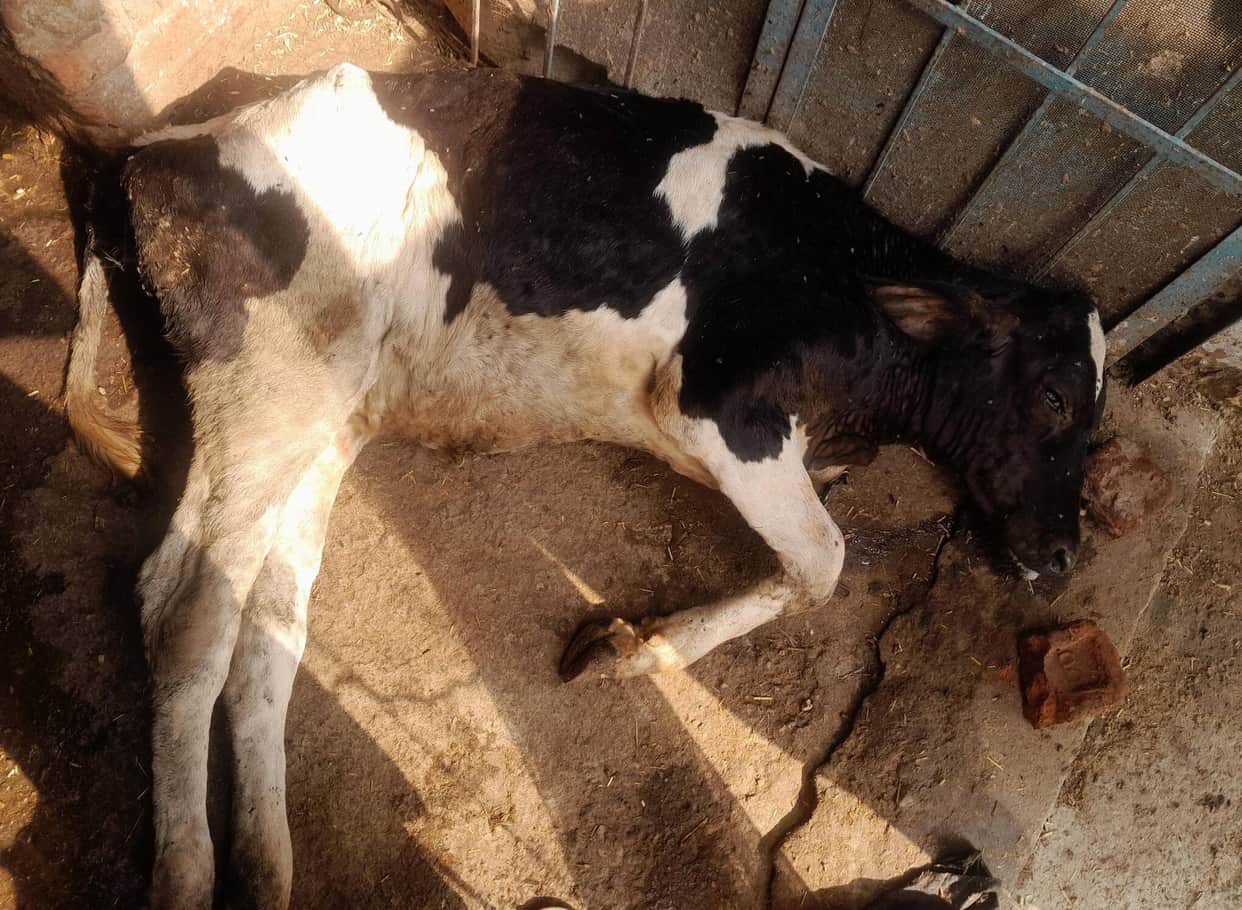 Cattle breeders worried after seeing the death of a calf and lumpy symptoms