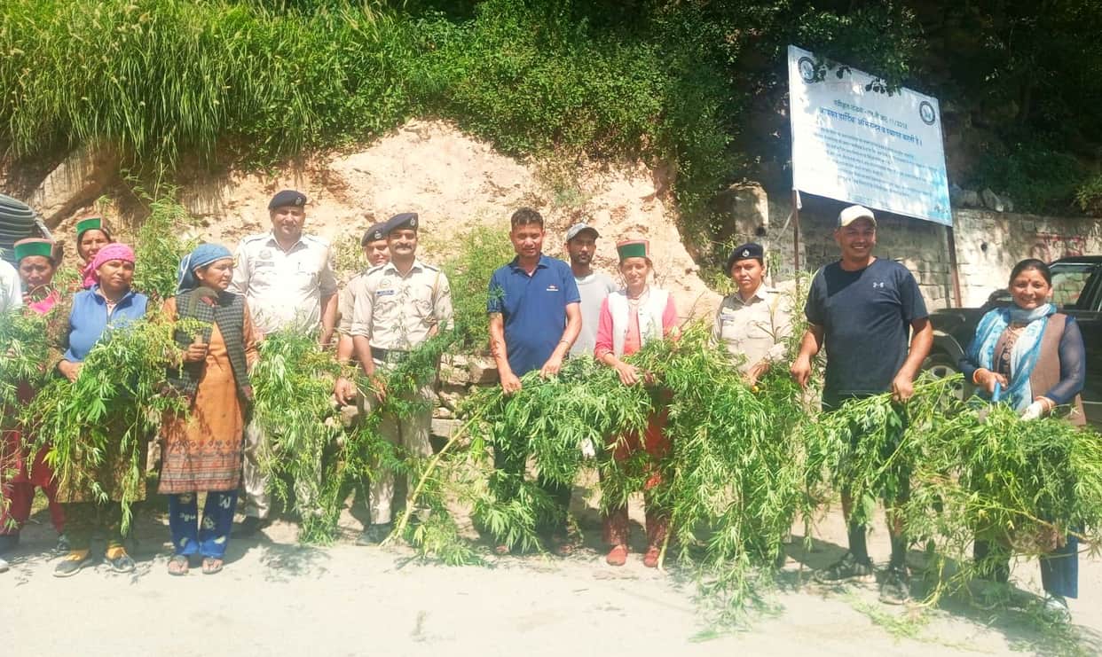 Uproot Bhang' campaign launched in Urni