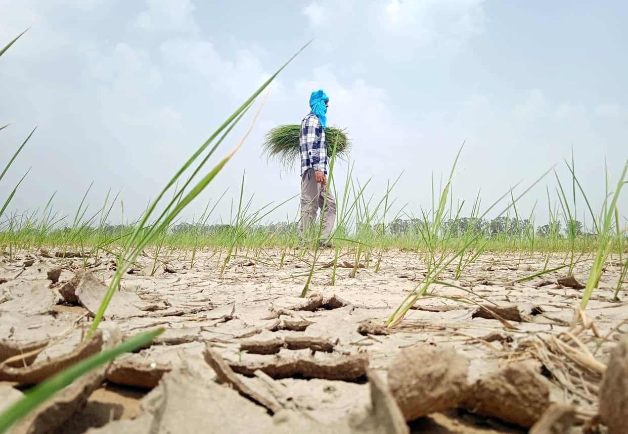 Paddy crop in trouble due to lack of rain in Pillukheda