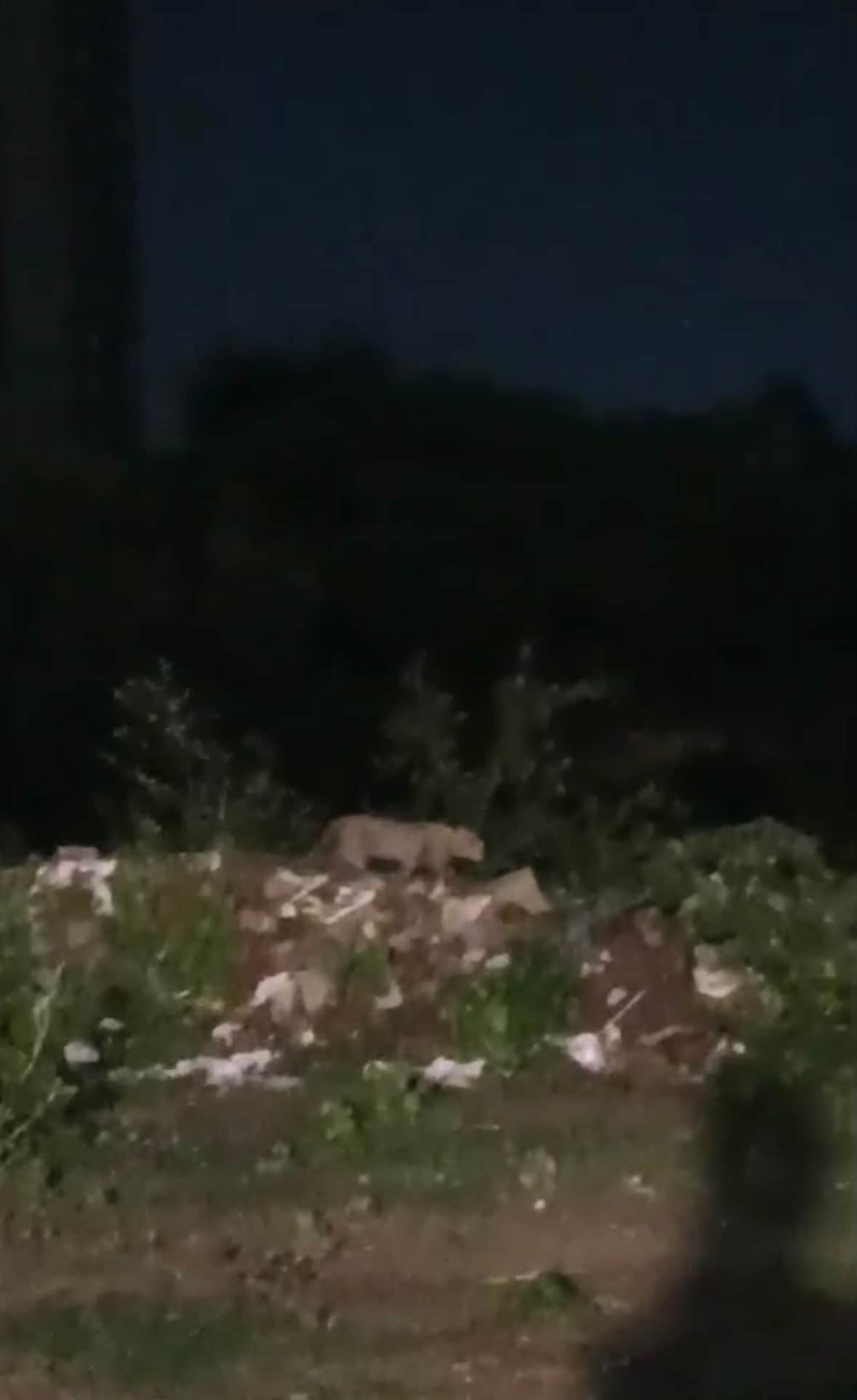 Leopard sighting claimed near Aimanabad in Greater Noida West; search underway.