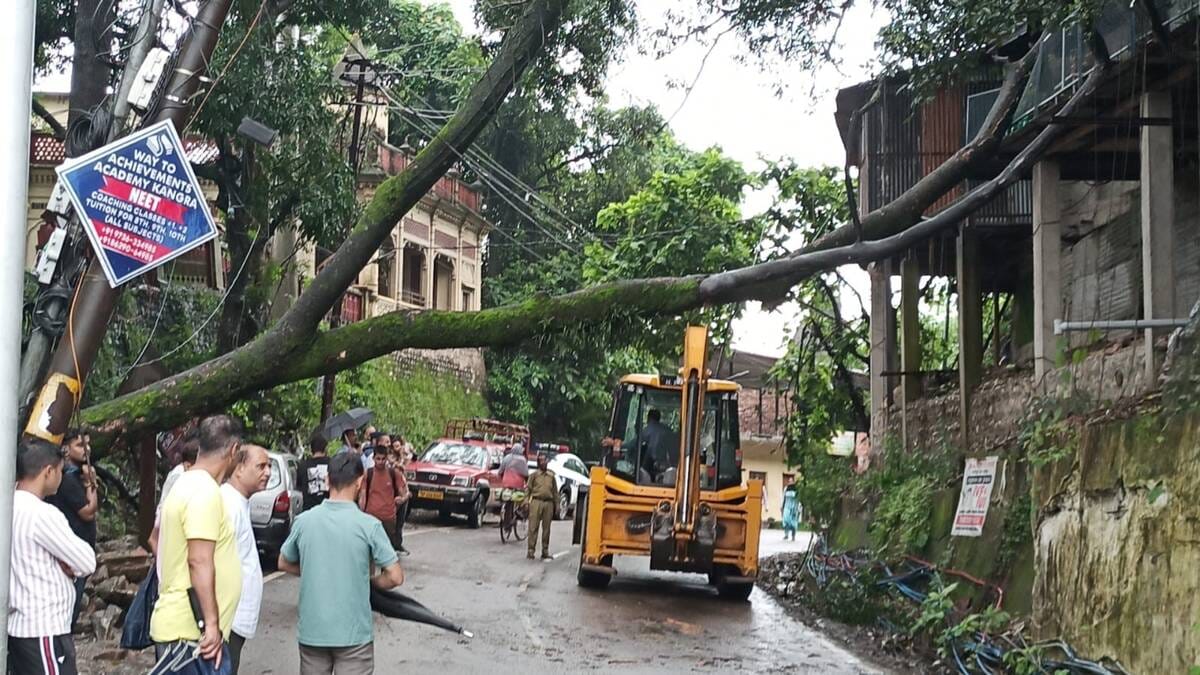 कांगड़ा में होशियारपुर रोड पर गिरा पेड़। -स्रोत : जागरूक पाठक
