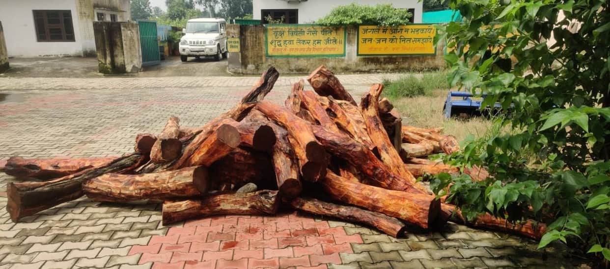 2,490 kg of Khair wood seized from a pickup truck