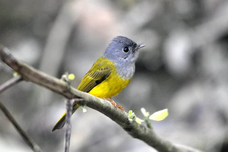 Along with tigers, PTR is also becoming a haven for birds.