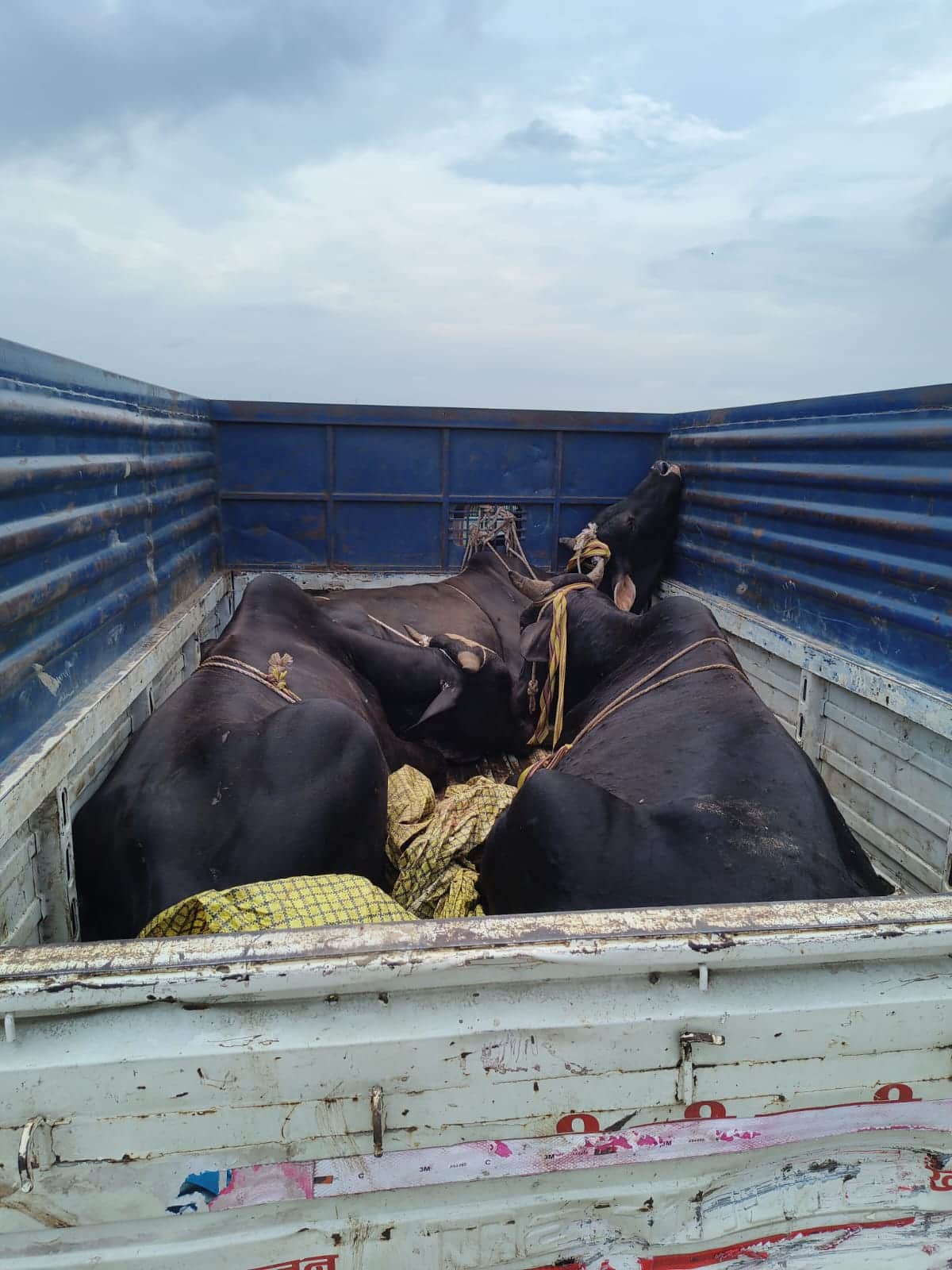 Pickup truck loaded with cattle got stuck in the mud; smugglers fled when people out for a walk approached.