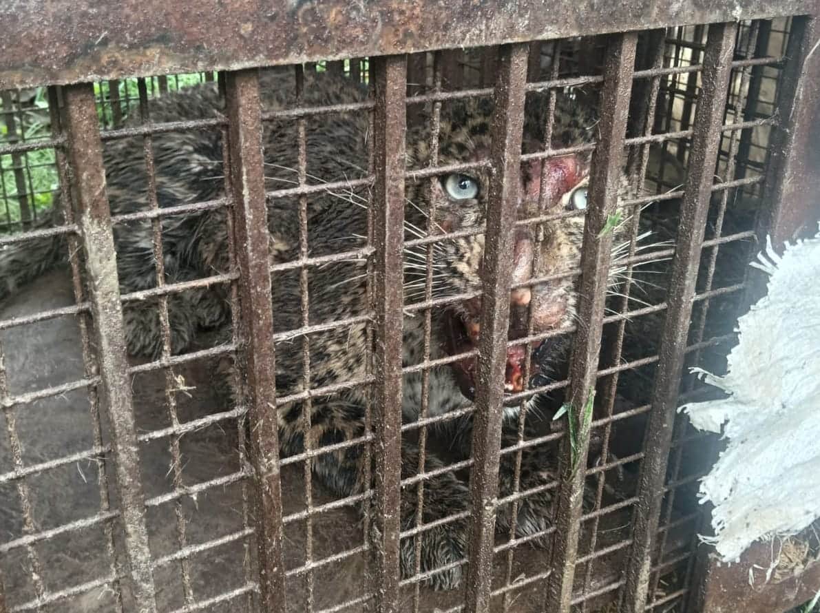 Female leopard captured in cage in Shahalipur
