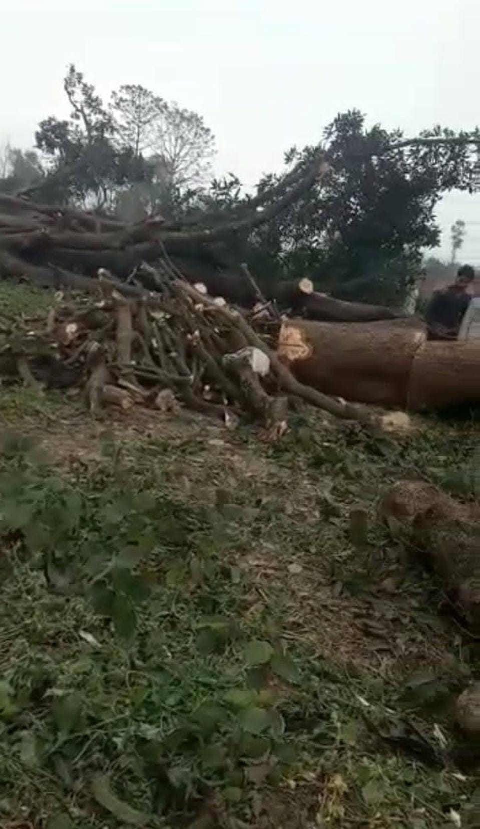 Green trees felled in Baundi; villagers outraged.