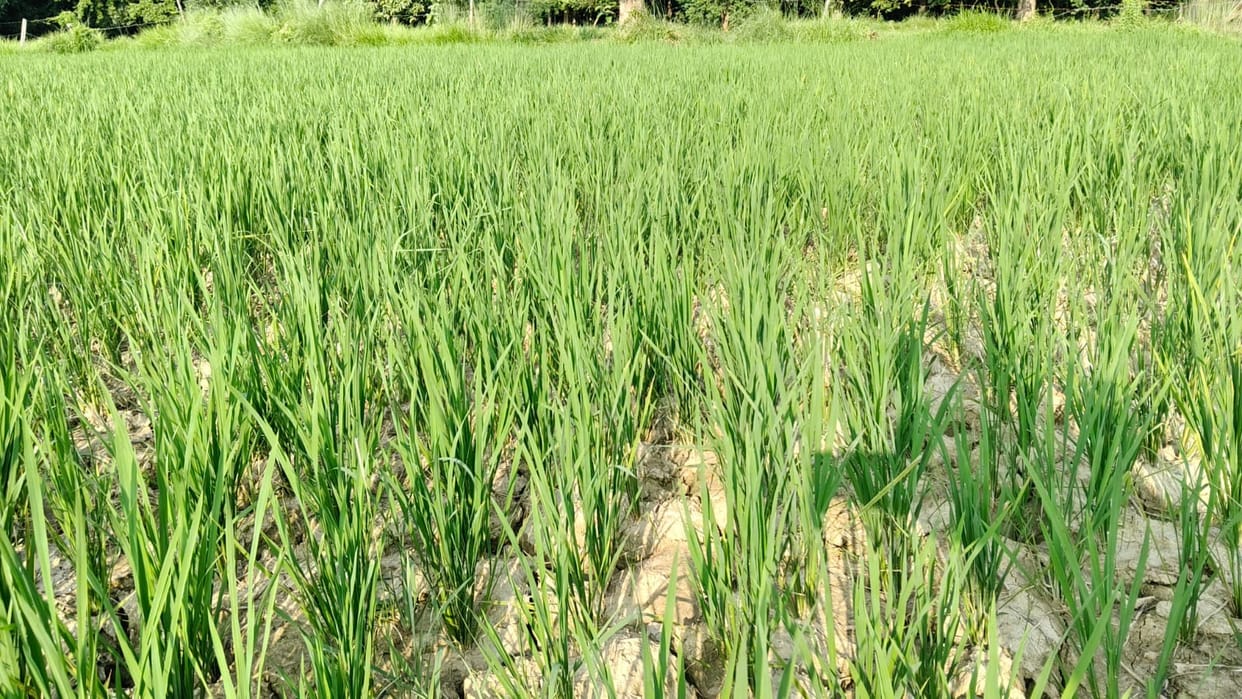 Rapti water level rises due to rainfall in Nepal; threat of erosion in riverside villages