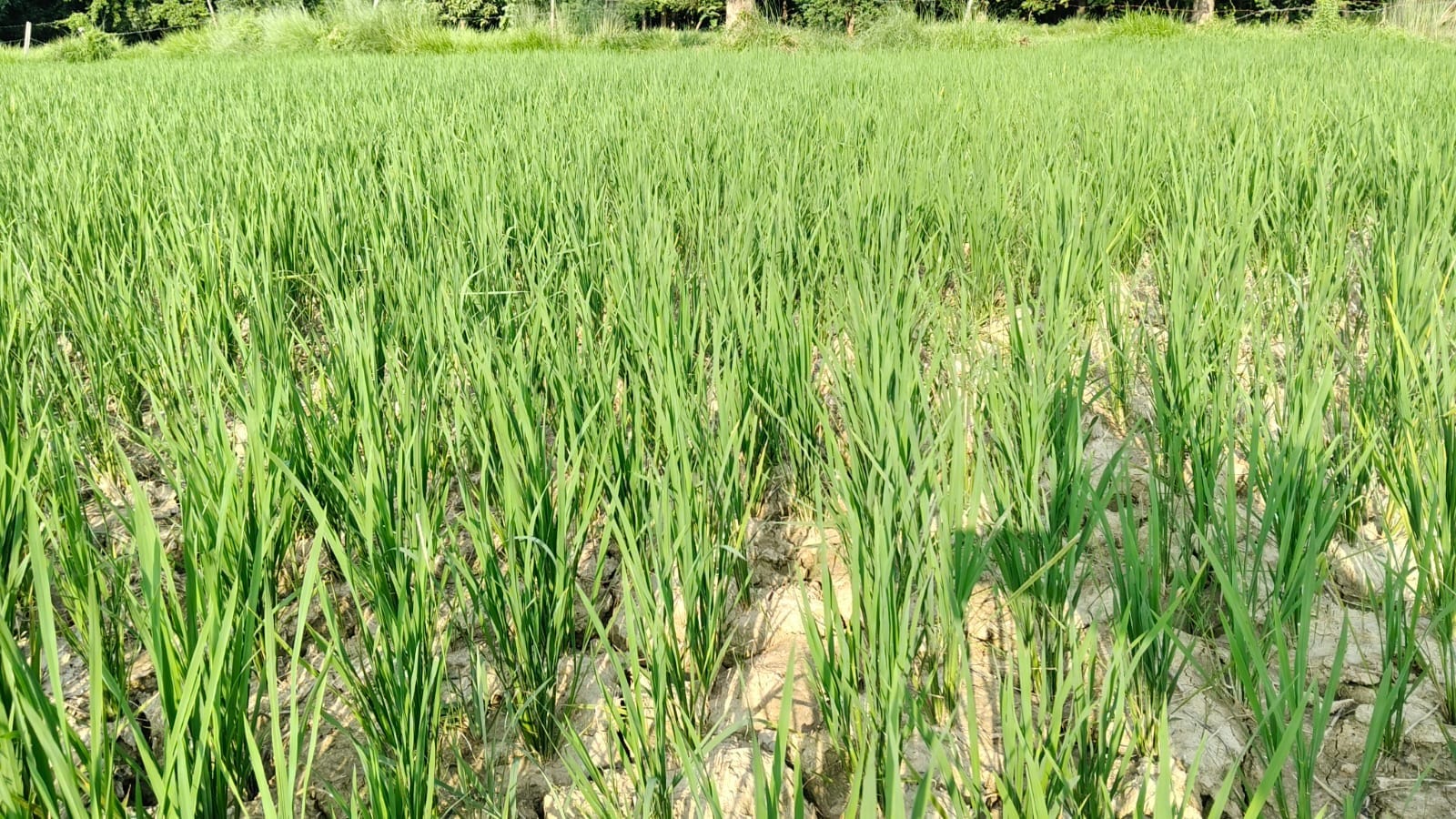 बलरामपुर के चौकाकला गांव के पास कटान करती राप्ती नदी