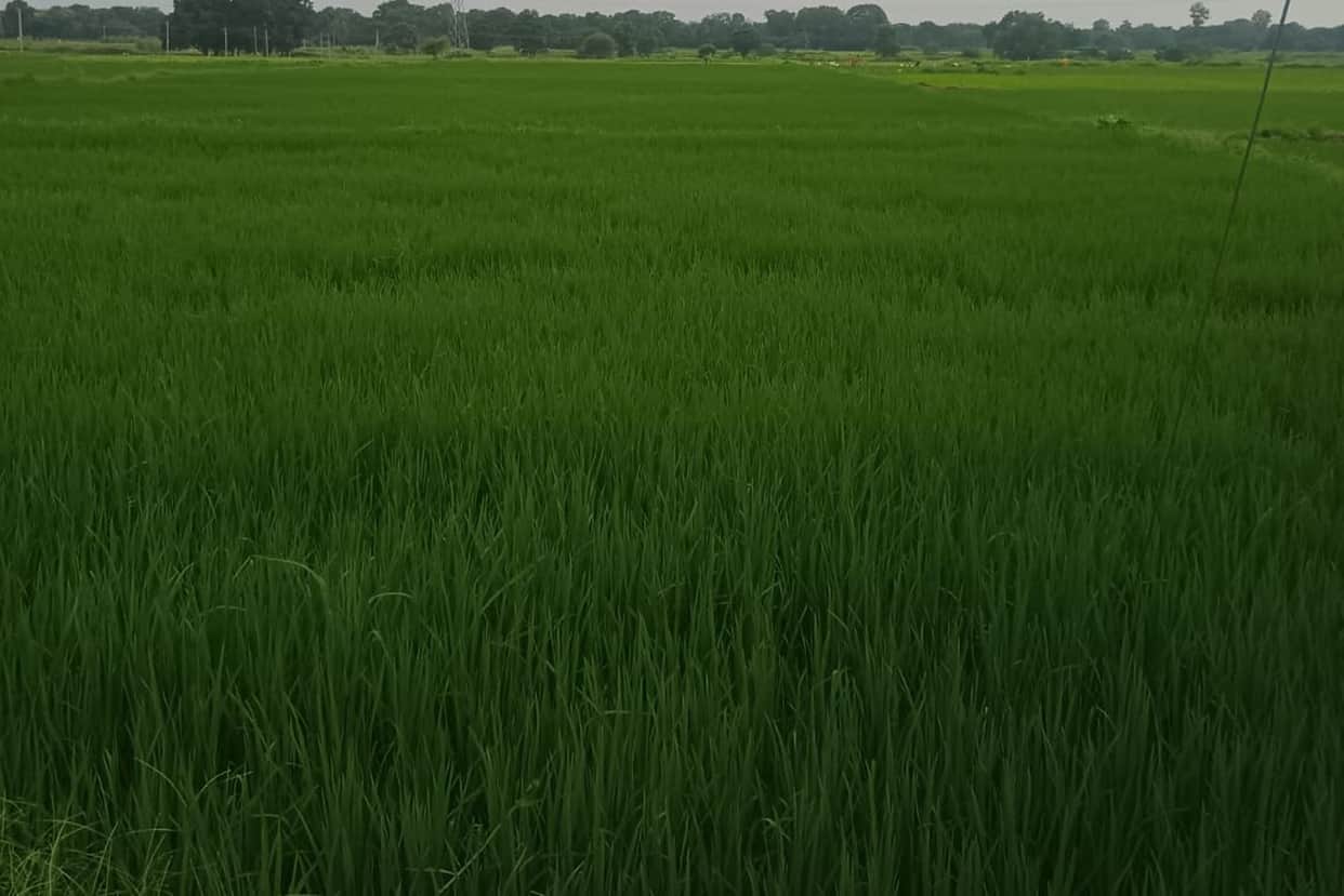Rain gives a new lease of life to the paddy crop, while vegetable farmers' concerns mount