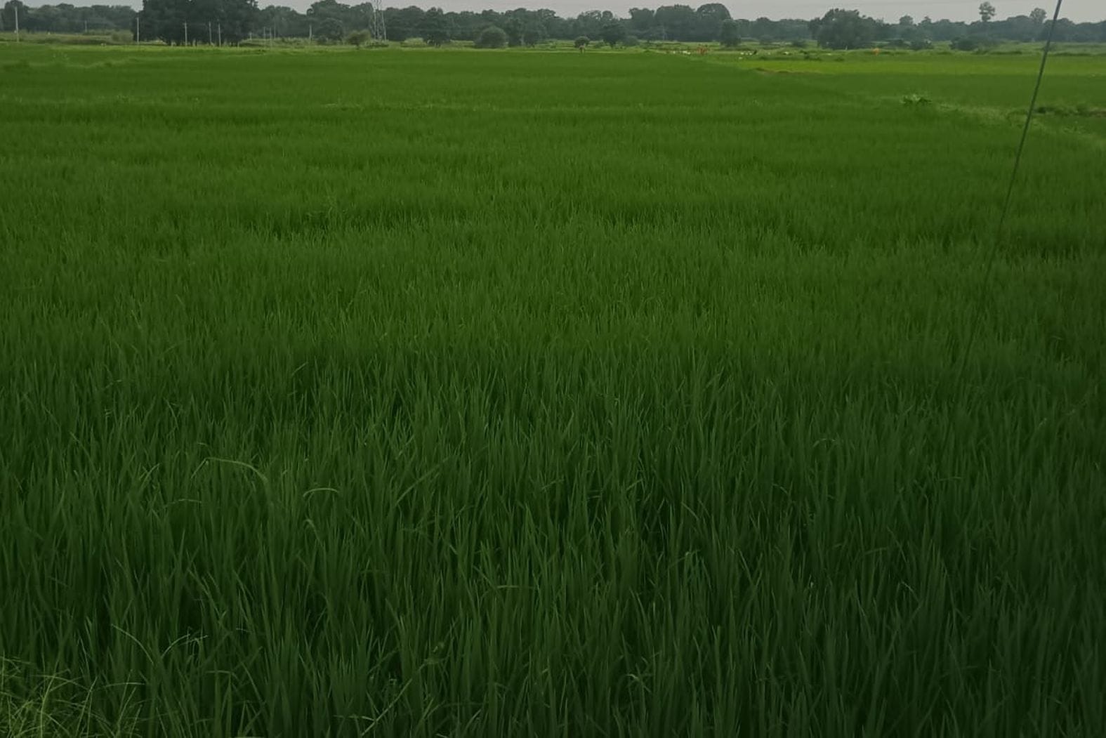  बारिश से धान की फसल में आई हरियाली। संवाद