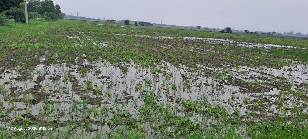 Sesame crop submerged due to five days of rain; farmers' concerns mount.