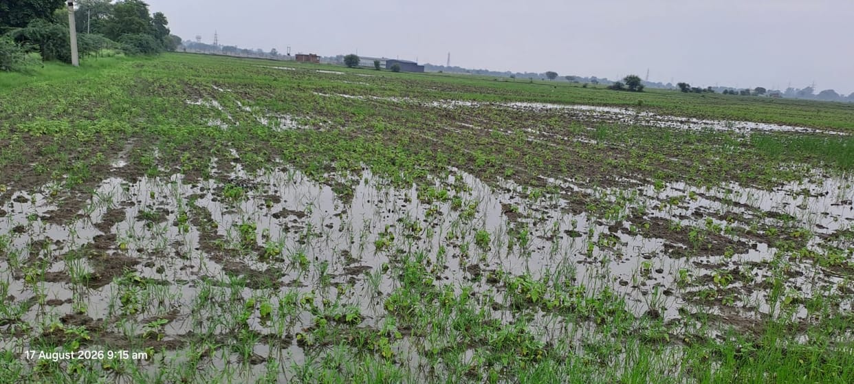 Sesame crop submerged due to five days of rain; farmers' concerns mount.