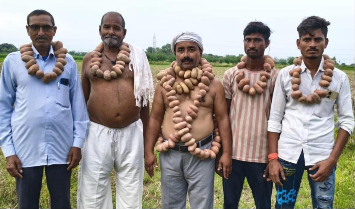 Farmers staged a protest wearing garlands of potatoes around their necks.