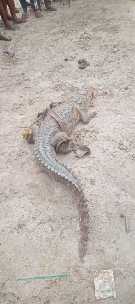 Crocodile enters inhabited area; Panchayat staff capture it.