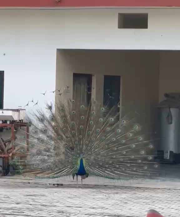 Peacocks make their home in Kanhauli, ranging from the fields and threshing grounds to the courtyards.