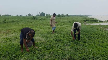 सब्जी तोड़ते किसान।   संवाद